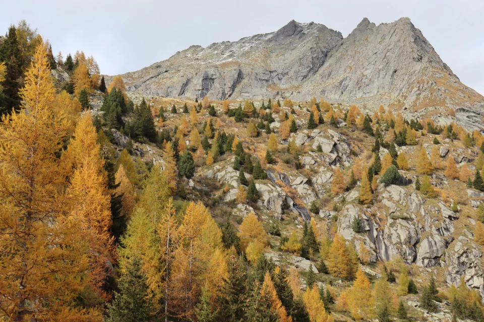 predarossa-bosco-autunno