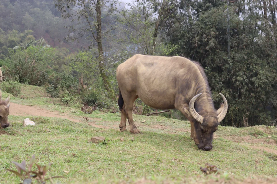 Un bufalo che mangia erba nelle risaie a Sapa 